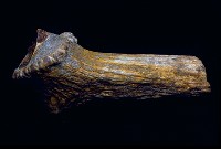 藏品(鹿角基部)的圖片